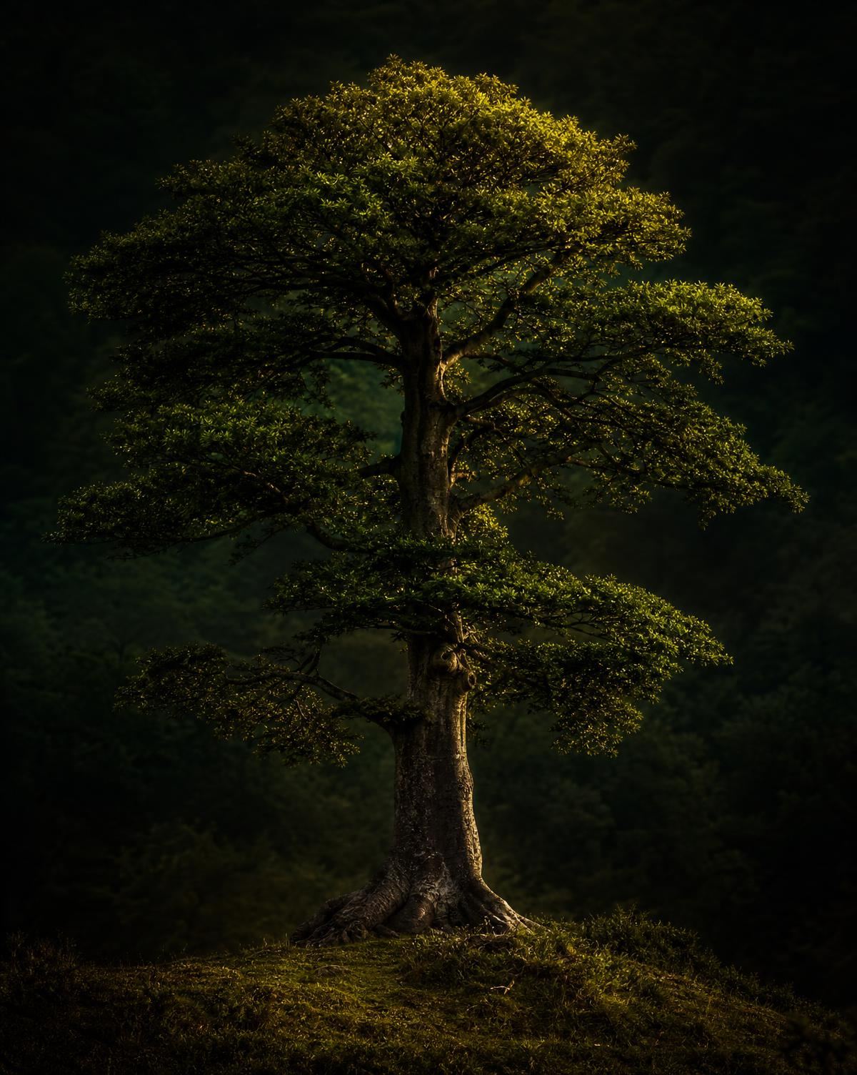 Mature beech tree at twilight